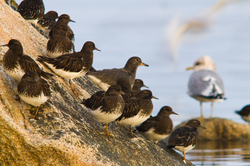 Black Turnstones - Cortes Island Wading Bird photo