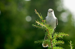 Portrait of a Gray Jay - Strathcona Provincial Park Whiskey Jack photo
