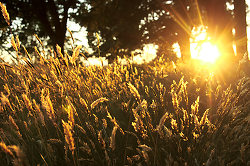 Wild Grasses In Evening Sunlight - Cortes Island Wild Grass photo