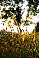 Grass - Cortes Island Wild Grass photo