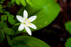 Unidentified Wildflower - Slocan Valley Wildflower photo