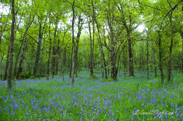 Mother and Daughter ~ Forest Photo from Scotland Scotland.