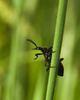 Aillevillers beetle photo