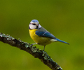 Blue Tit - Bird  photo from  Aillevillers Haute-Saone, France