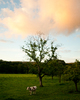 Aillevillers Cow photo