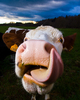 Aillevillers Mammal  photo