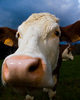 Aillevillers Cow photo