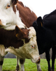 Aillevillers Cow photo