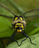Aillevillers Insect  photo