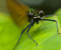 Aillevillers Dragonfly photo