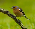 Aillevillers Finch photo