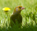 Aillevillers Finch photo