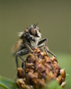 Aillevillers Fly photo