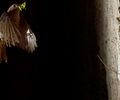 Aillevillers Flycatcher photo