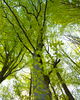 Aillevillers Forest photo