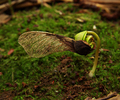 A Young Maple Tree - Maple seedling photo from  Aillevillers Haute-Saone, France