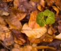 Aillevillers Maple Tree photo