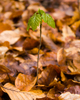 Aillevillers Maple Tree photo