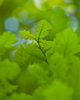 Aillevillers Oak Tree photo