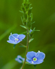 Aillevillers Wildflower photo