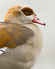 Amsterdam Goose photo
