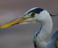 Amsterdam Gray Heron photo