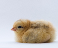 Cortes Island Baby Bird photo