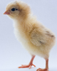 Cortes Island Baby Bird photo