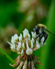Aillevillers Bee photo