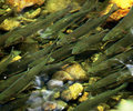 Bond Sound Salmon photo