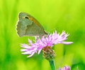 Aillevillers Butterfly photo
