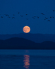 Calvert Island Bird  photo