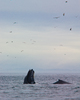 Cape Caution whale photo