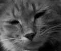 Kitty - Cat photo 