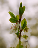 Cortes Island Cherry Flower photo