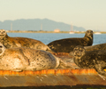 Comox Harbour Seal photo