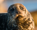 Comox Seal photo