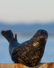 Comox Seal photo