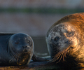 Comox Seal photo