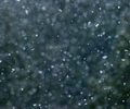 Cortes Island Abstract photo