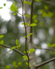 Cortes Island Alder Tree photo