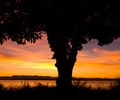 Cortes Island Arbutus Tree photo
