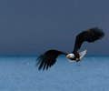 Cortes Island Bald Eagle photo