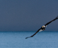 Cortes Island Bald Eagle photo