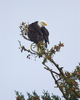 Cortes Island Bald Eagle photo