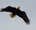 Cortes Island Bald Eagle photo
