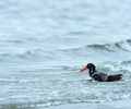 Bathing Oystercatcher - Bathing Oystercatcher photo from  Cortes Island British Columbia, Canada