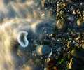 Cortes Island Beach photo