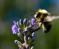 Cortes Island Bee photo