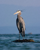 Cortes Island Blue Heron photo